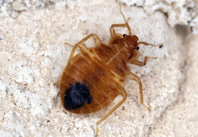 a bed bug crawling on a mattress in bayville