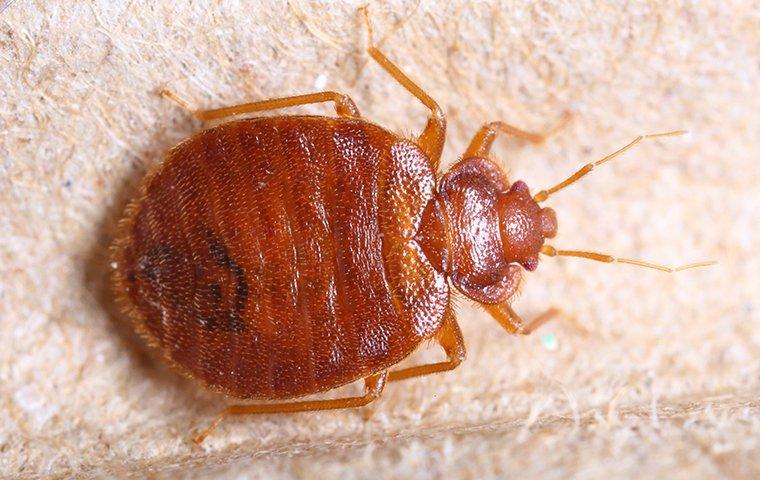a bed bug crawling on furniture