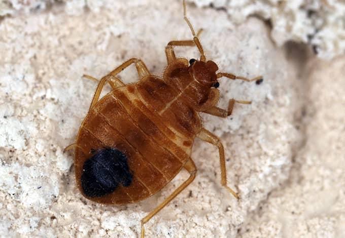 a bed bug crawling on furniture in sea cliff new york
