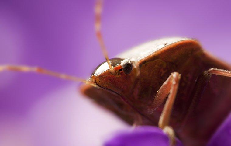 bed bug on purple sheets
