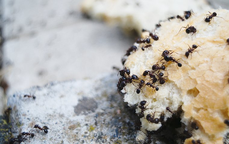 ants eating bread