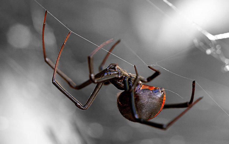 a black widow spider hanging from a web