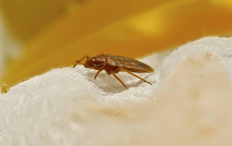 Avoid Bed Bugs While Traveling For The Holidays bed bug crawling on mattress