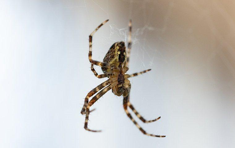 a spider hanging off a web
