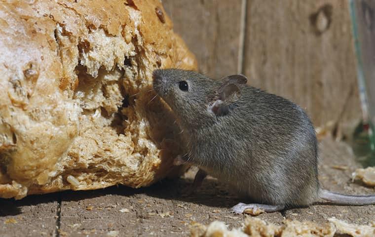 Albert Gaudelli Attended Dr. Robert Corrigan's Rodent Control Academy mouse eating bread in kitchen