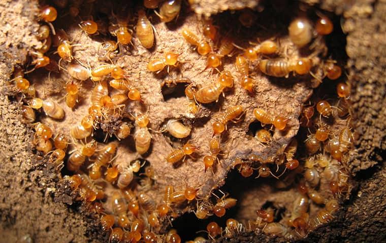 many termites in rotten wood
