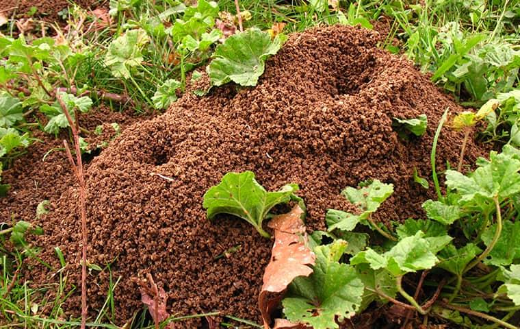 Ant Hills In My Yard