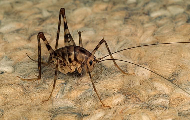 Are Spider Crickets Dangerous