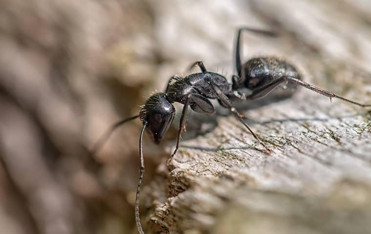 Are Carpenter Ants Active During The Winter Months