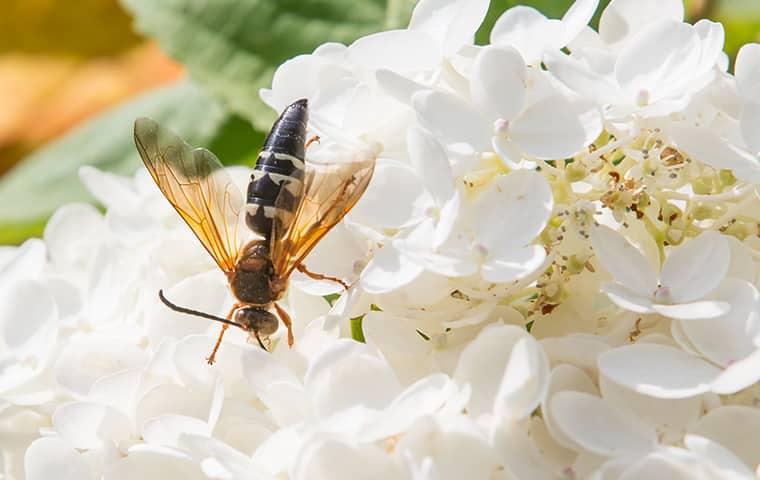 a cicada killer on a flower
