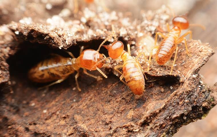 Are Termite Inspections Necessary?