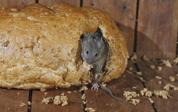 house mouse eating bread in kitchen