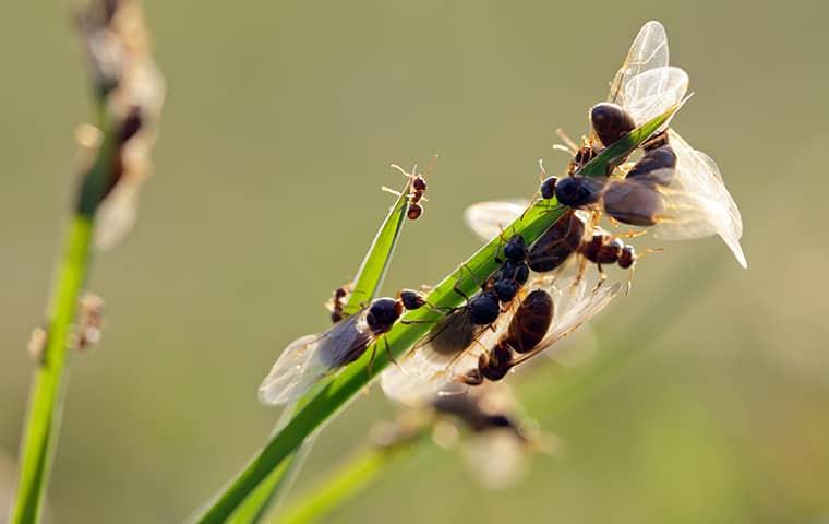 flying ants on blades of grass in yard of a new york home