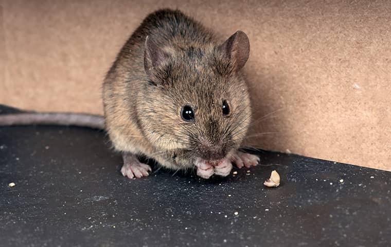 rodent eating food in a home