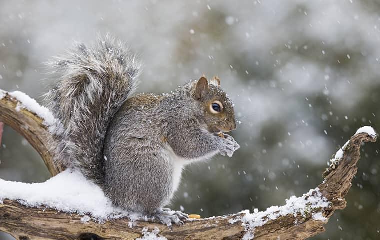 squirrel on a log in the winter