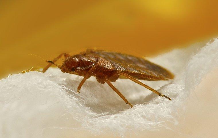 a bed bug crawling on a pillow