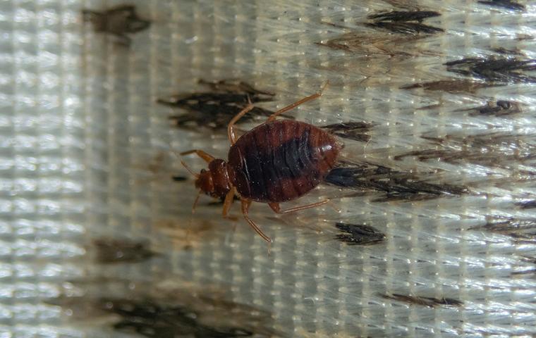 bed bug on dirty mattress