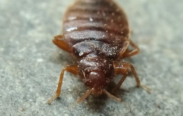 close up view of a bed bug in a bedroom