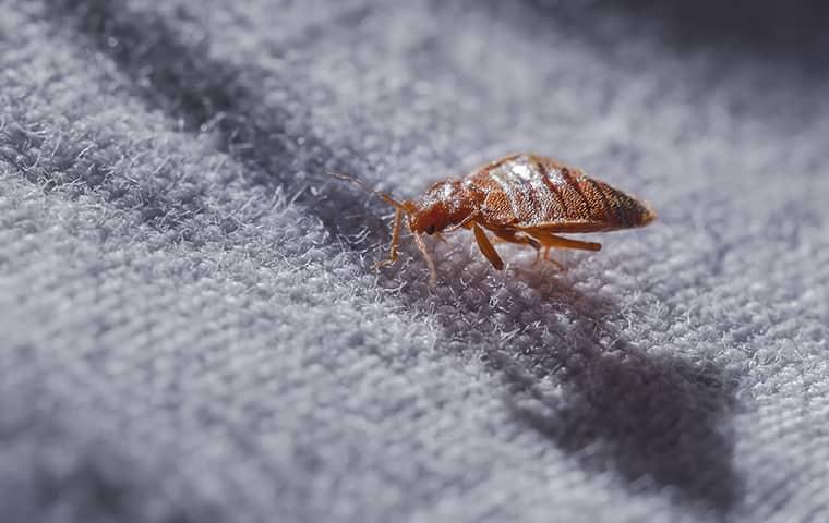bed bug crawling on a bed