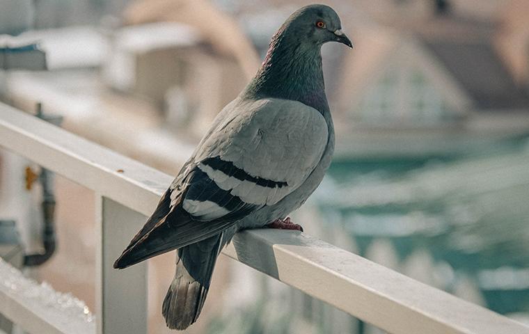 Bird Feces Can Contain Over 60 Diseases a pigeon perched on a building in new york city