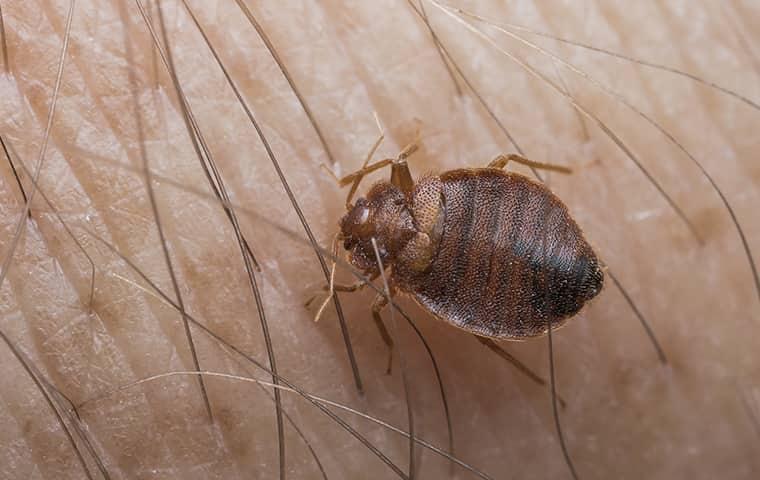 Call Parkway For Quality Bed Bug Control bed bug crawling on a person