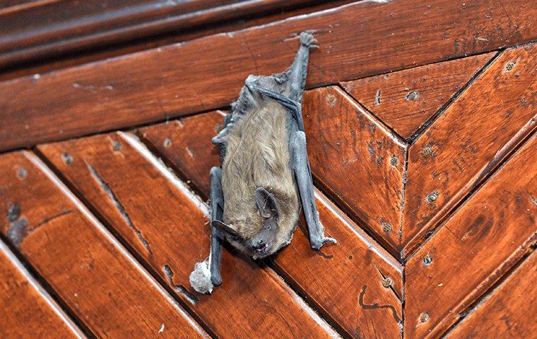 a brown bat hanging from a door in a home