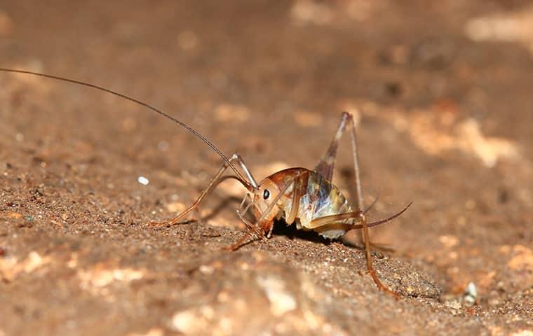 Camel Crickets In NY: Not Your Average Cricket