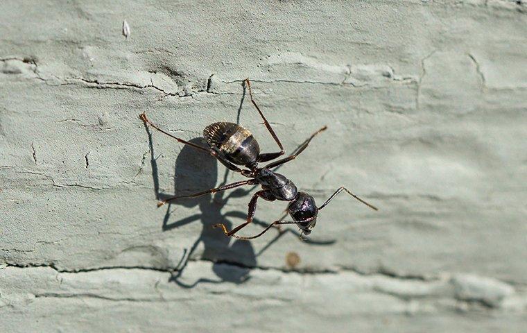 a carpenter ant on the side of a house