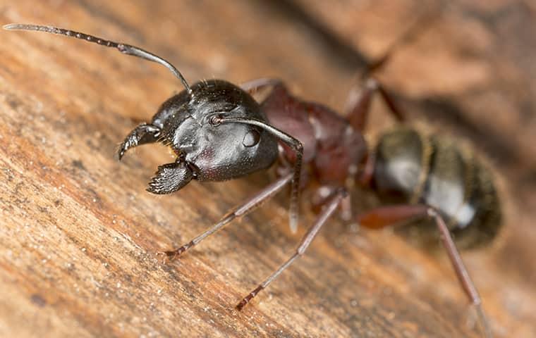 a large carenter ant with its mouth open as it is about the nibble away at a wooden structure on a new york home