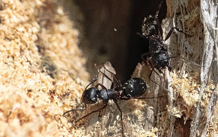 carpenter ant in the sand