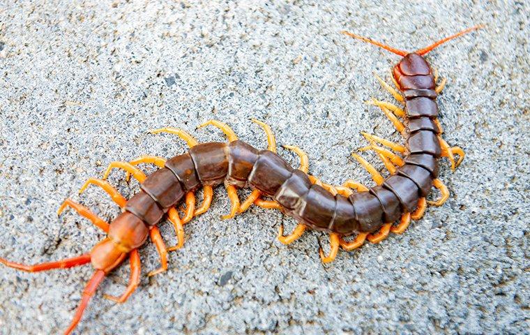 a centipede crawling on a basement floor