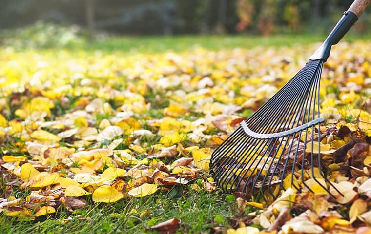 yard cleaning to avoid pests