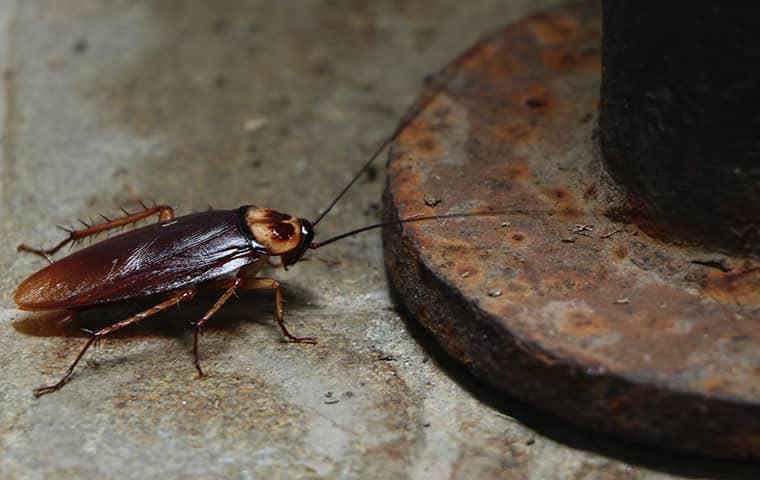 Keep Cockroaches Out cockroach near drain