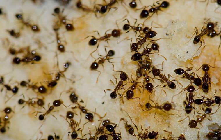 ants taking over food on a floor
