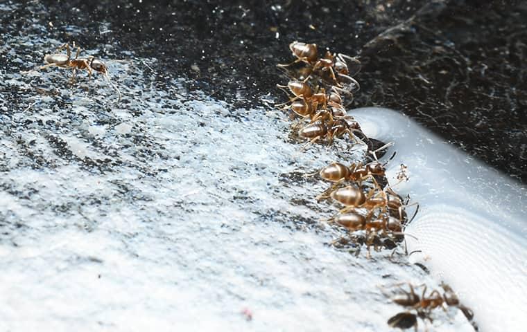 ants eating sugar on kitchen counter