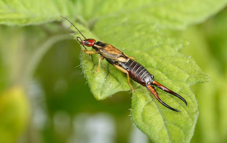 earwig on leaf of house plant in a new york home