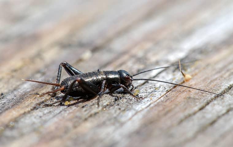 Should I Be Worried About Crickets In My Home?