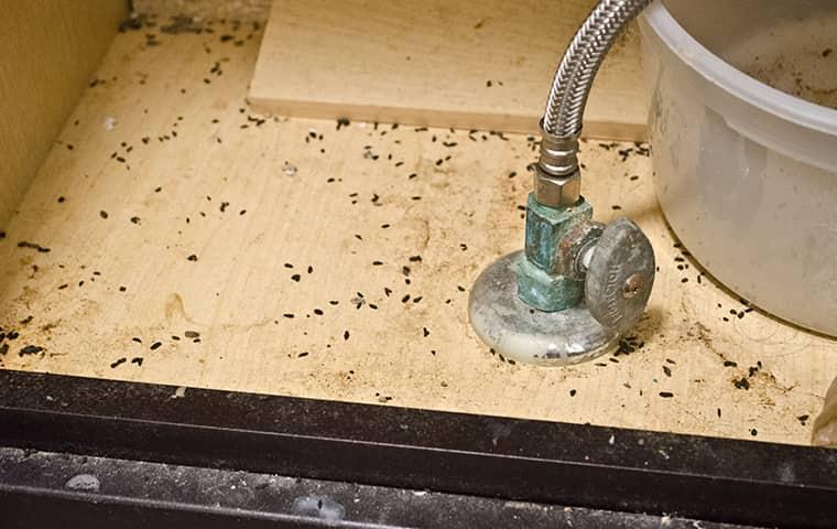 mouse droppings in bathroom sink cabinet
