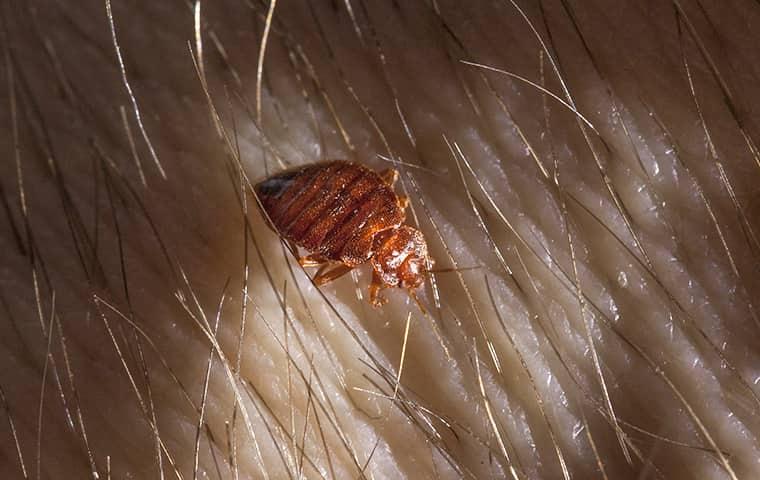 bed bug on a mans arm