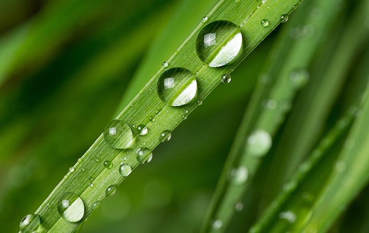 a plant leaf with water droplets on it