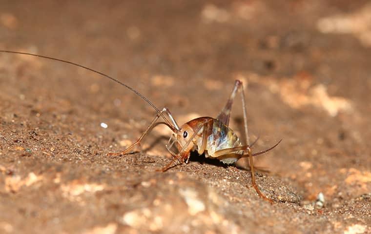 close up of a camel cricket