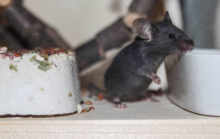 Get Tips From The Experts For A Pest Free Winter mouse in kitchen cabinet