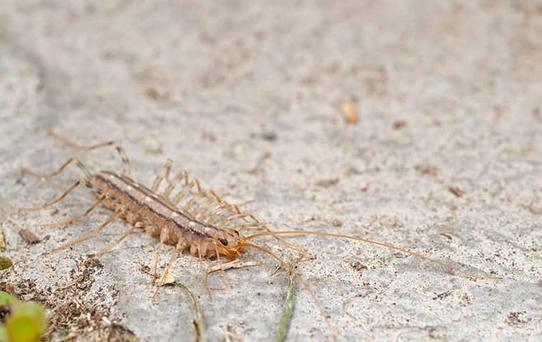 house centipede crawling along the ground