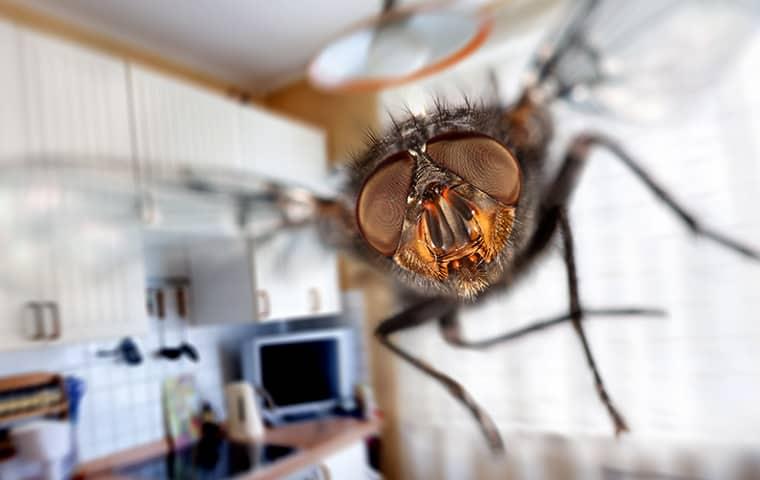 a house fly buzzing around a new york kitchen as it darts torward the home owner
