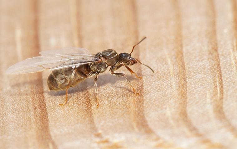 Winged Carpenter Ants