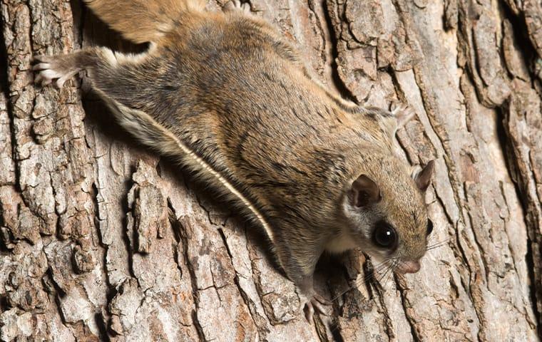 a flying squirrel infestation in a garden city new york back yard