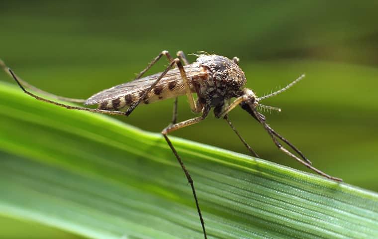 Anopheles Mosquito Wood Print by Omikron - Pixels