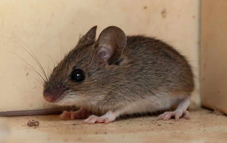 A mouse in a cupboard.