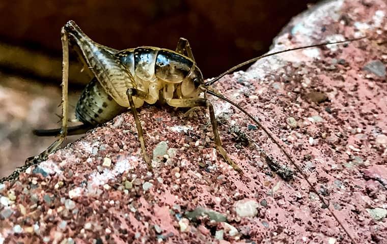 How Do Camel Crickets Get Into My Home?