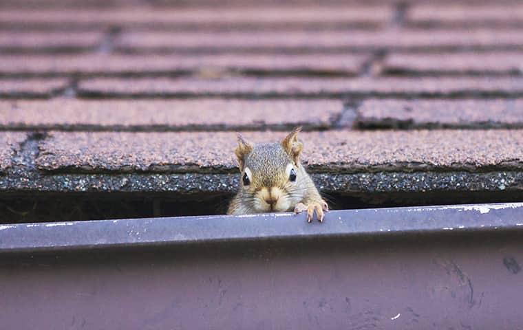 Use Parkway Pest Services To Deal With Your Wildlife Infestations squirrel in gutter on roof